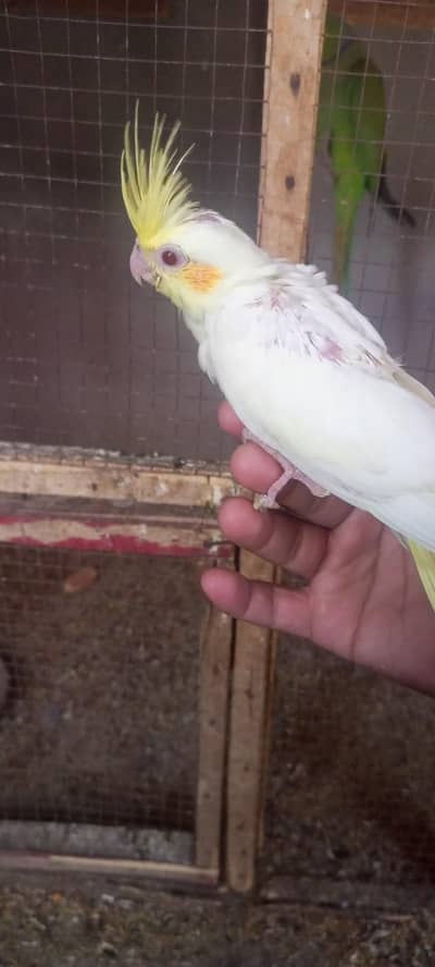 cocktail or big bird chick available