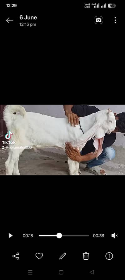 gulabi male Bache A+quality