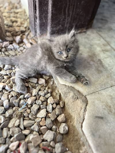 Kittens