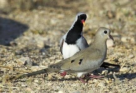 Cape dove breeder pair For sale