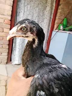pure aseel 15oo pr pec Sy km wala koi rabta na kry