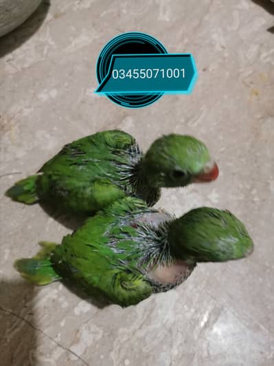 Green ring neck covered chciks hand tamed