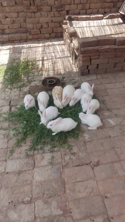 khargosh bahut pyare Hain