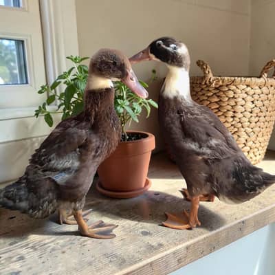 Ducks pair