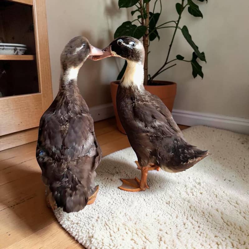 Ducks pair 1