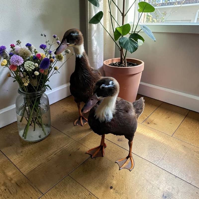 Ducks pair 2