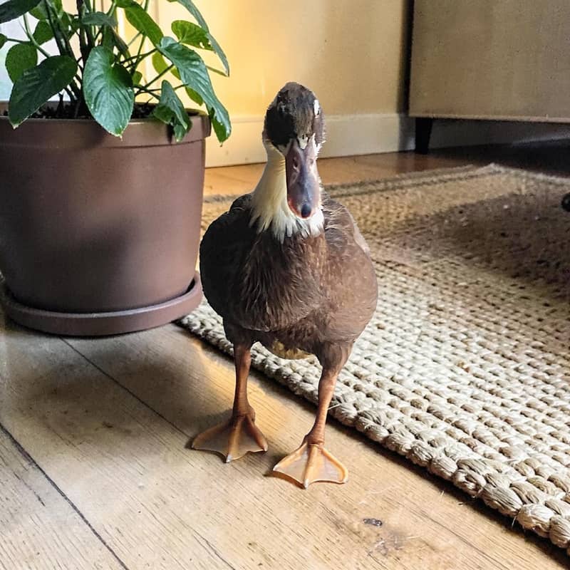 Ducks pair 3