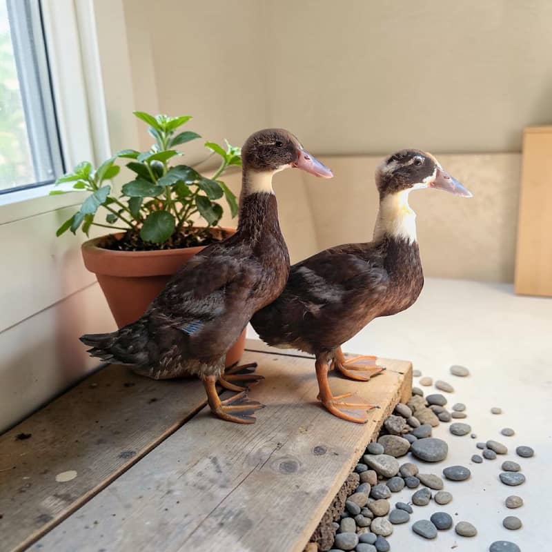 Ducks pair 4