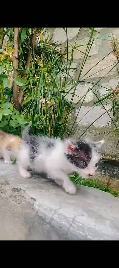Cute kitten's home Shok ka lahia