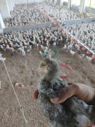 Golden Misri chicks