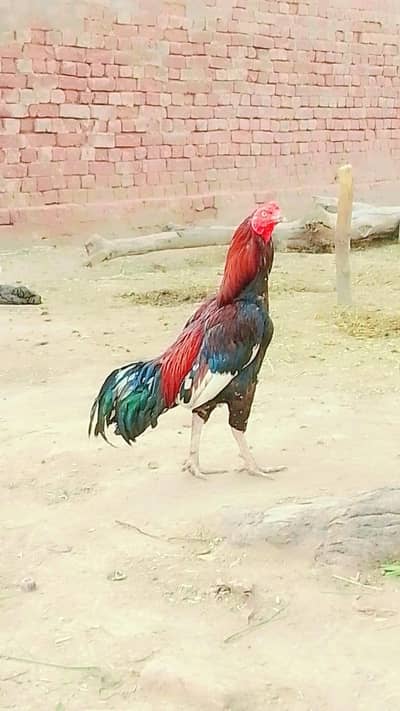 Lakha Aseel
