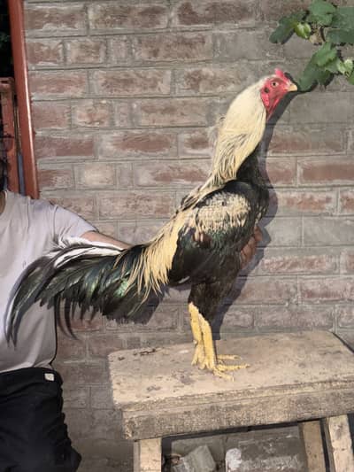 Pure Thai Plus Burmi Cross Birds for Sale