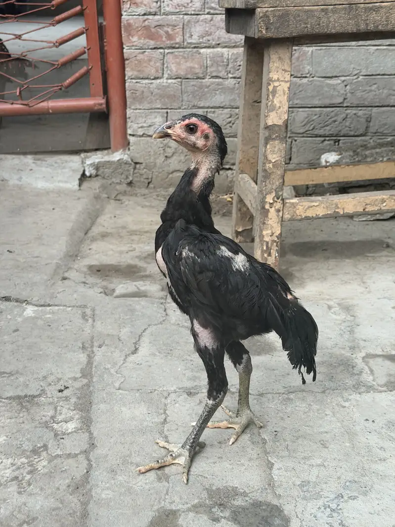 Pure Thai Plus Burmi Cross Birds for Sale — photo 2