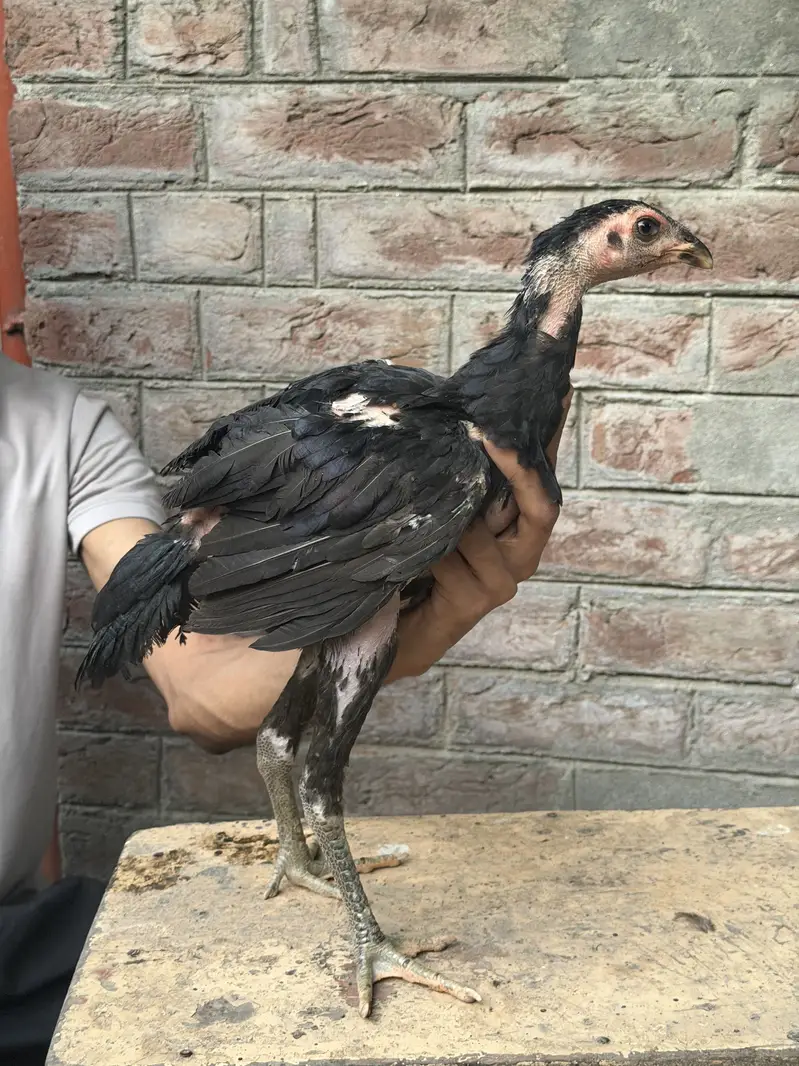 Pure Thai Plus Burmi Cross Birds for Sale — photo 3