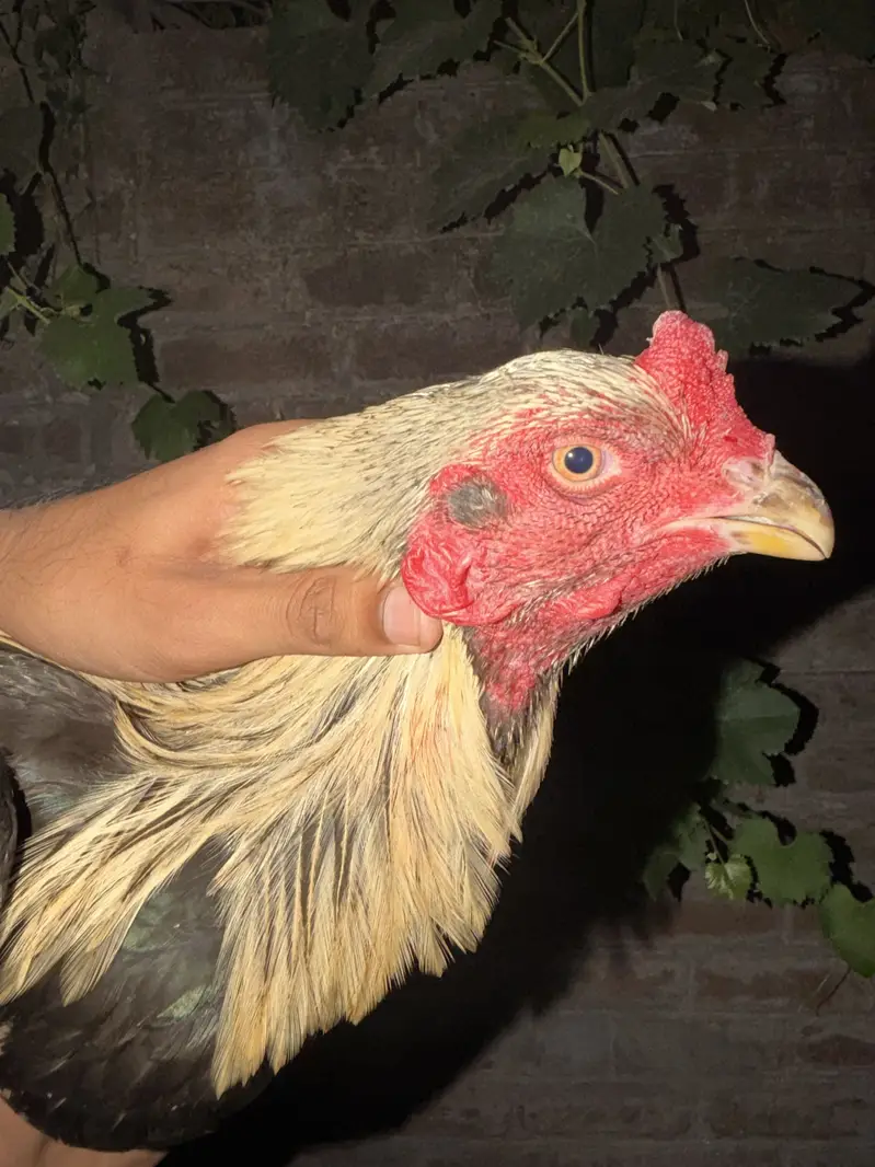 Pure Thai Plus Burmi Cross Birds for Sale — photo 4