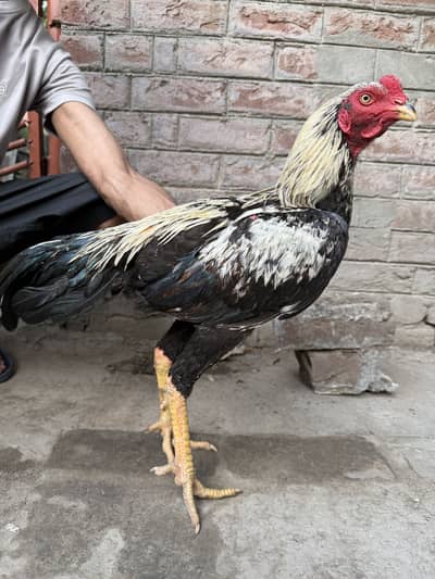 Burmi Cross Birds for Sale
