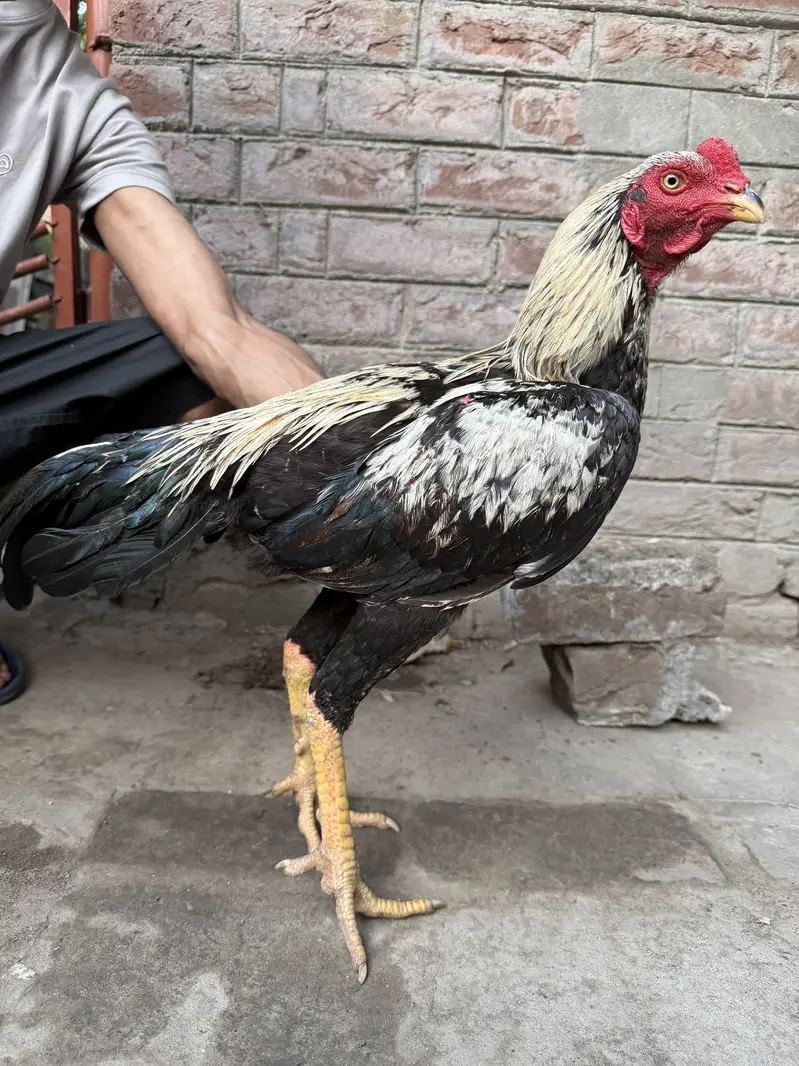 Pure Thai Plus Burmi Cross Birds for Sale — photo 6