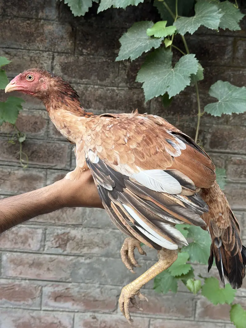 Pure Thai Plus Burmi Cross Birds for Sale — photo 7
