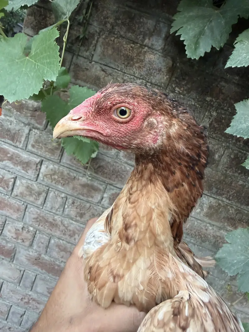 Pure Thai Plus Burmi Cross Birds for Sale — photo 8