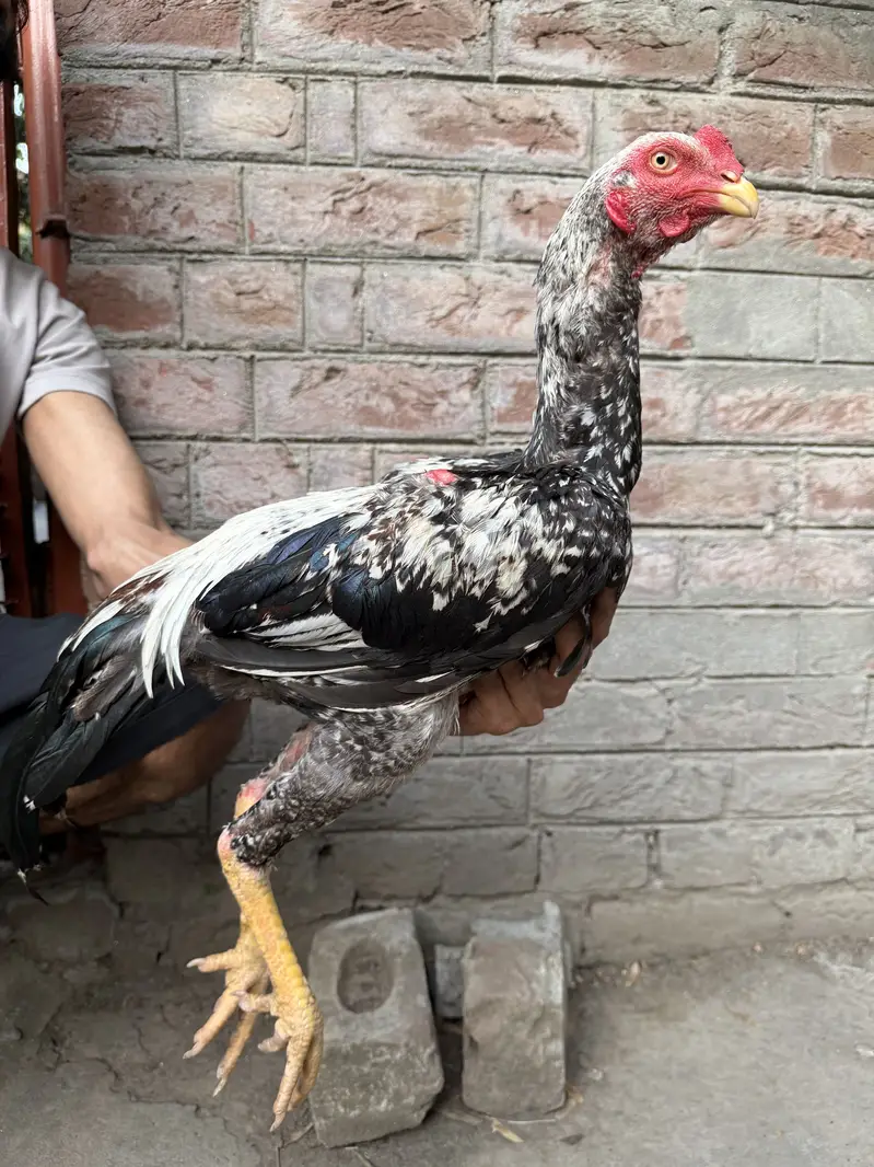 Pure Thai Plus Burmi Cross Birds for Sale — photo 9