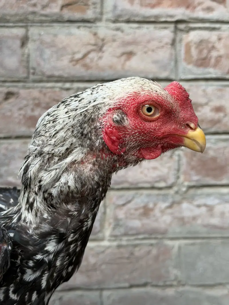 Pure Thai Plus Burmi Cross Birds for Sale — photo 10