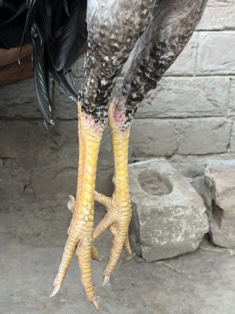 Pure Thai Plus Burmi Cross Birds for Sale — photo 11