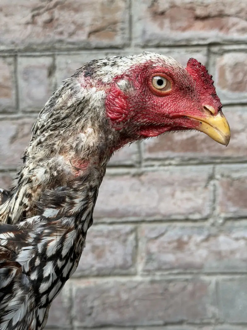 Pure Thai Plus Burmi Cross Birds for Sale — photo 12