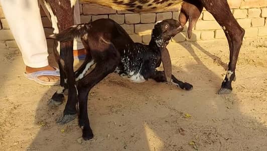 1 Bacchon Ka Sath Desi Bakri For Sale 03102718718