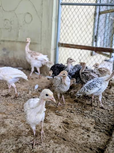 Turkey chicks