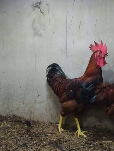 Rhode Island Red (RIR) Males
