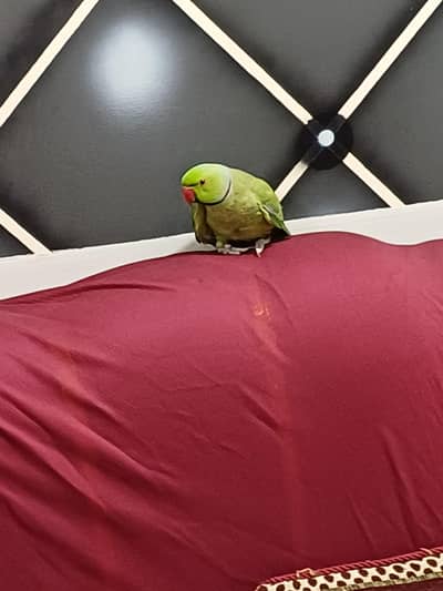 Green Parriet With Cage