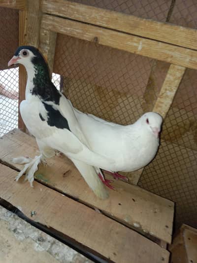 mix pigeon for sale pati Wala and gola qasid