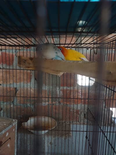 Lovebirds and Australian