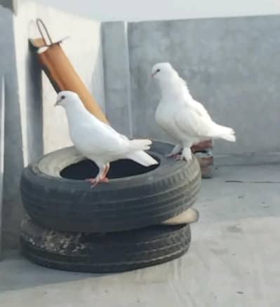 king size white sherazi breeder pair available