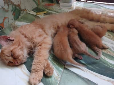 female cat with 4 kittens