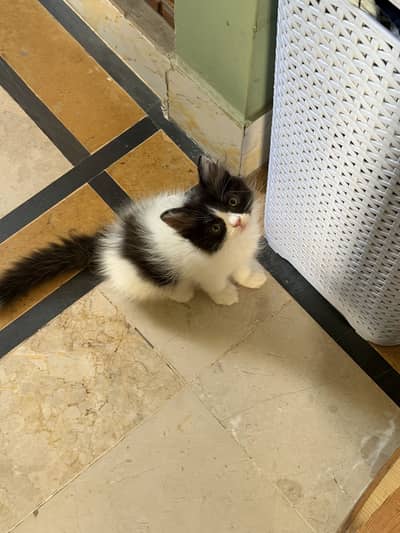 Persian kitten male