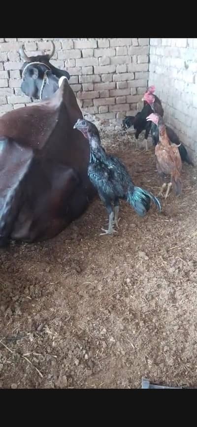 Ice blue dragon chicks pure dragon Black male03060481083 watsapp onlyy
