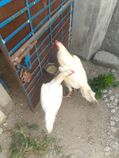 Pure white shamu han jisy marzi cheq krwa sakty han 100% grunte Hu gi