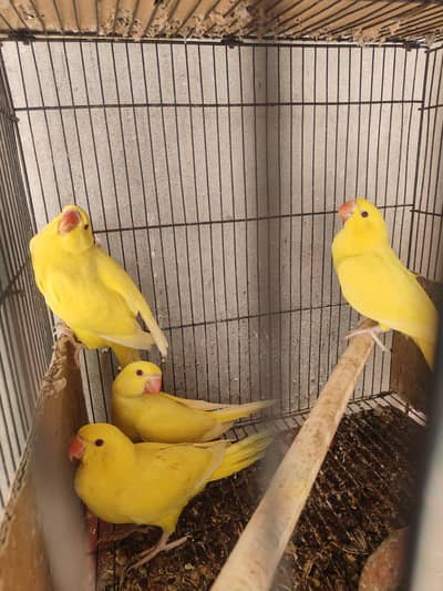 yellow parrot