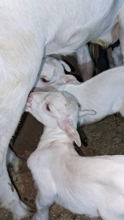MashAllah Gulabi mundi teddy Female with kids