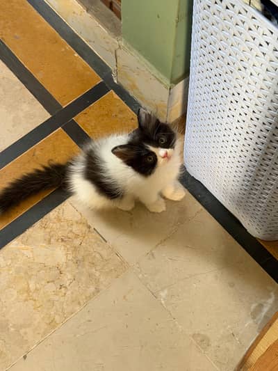 Persian kitten male
