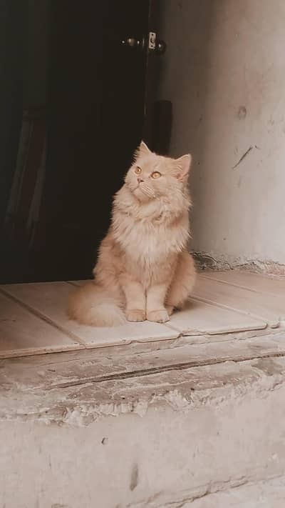 Persian Brown Himalayan Cat