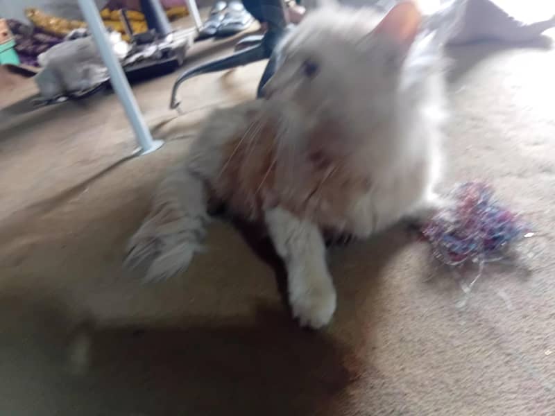 persition cat 0
