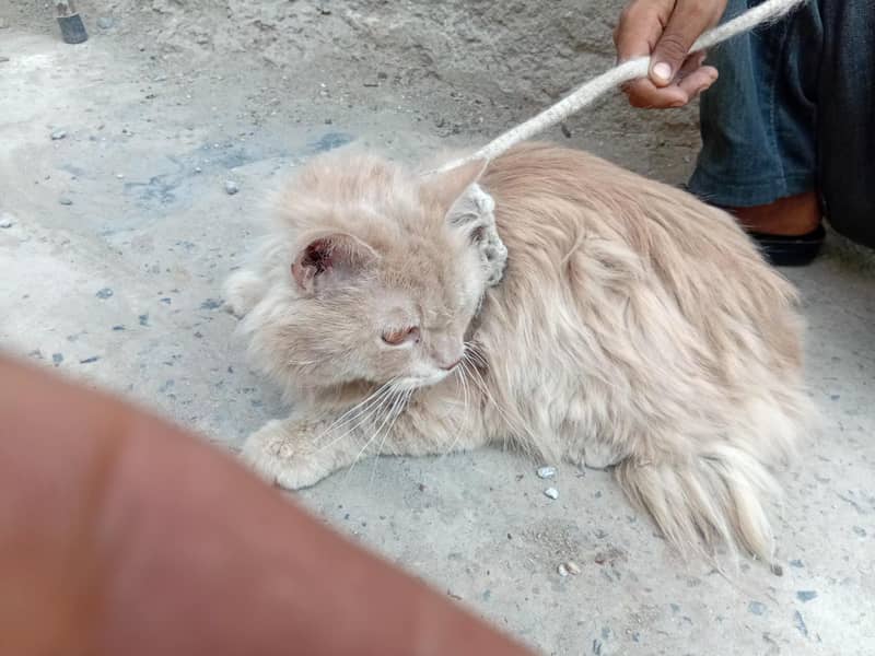 persition cat 1
