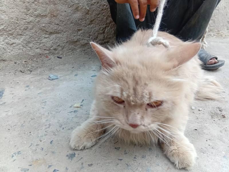 persition cat 2
