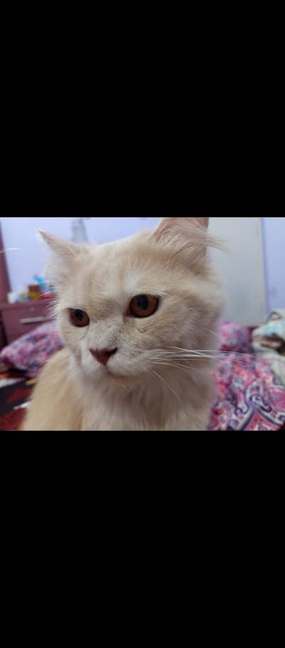 Triple coated Persian cat available for sale