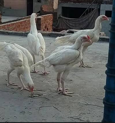 Aseel Heera available for sale