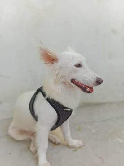 White Spitz Female