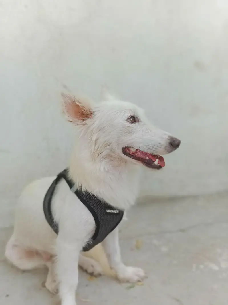 White Spitz Female — photo 2