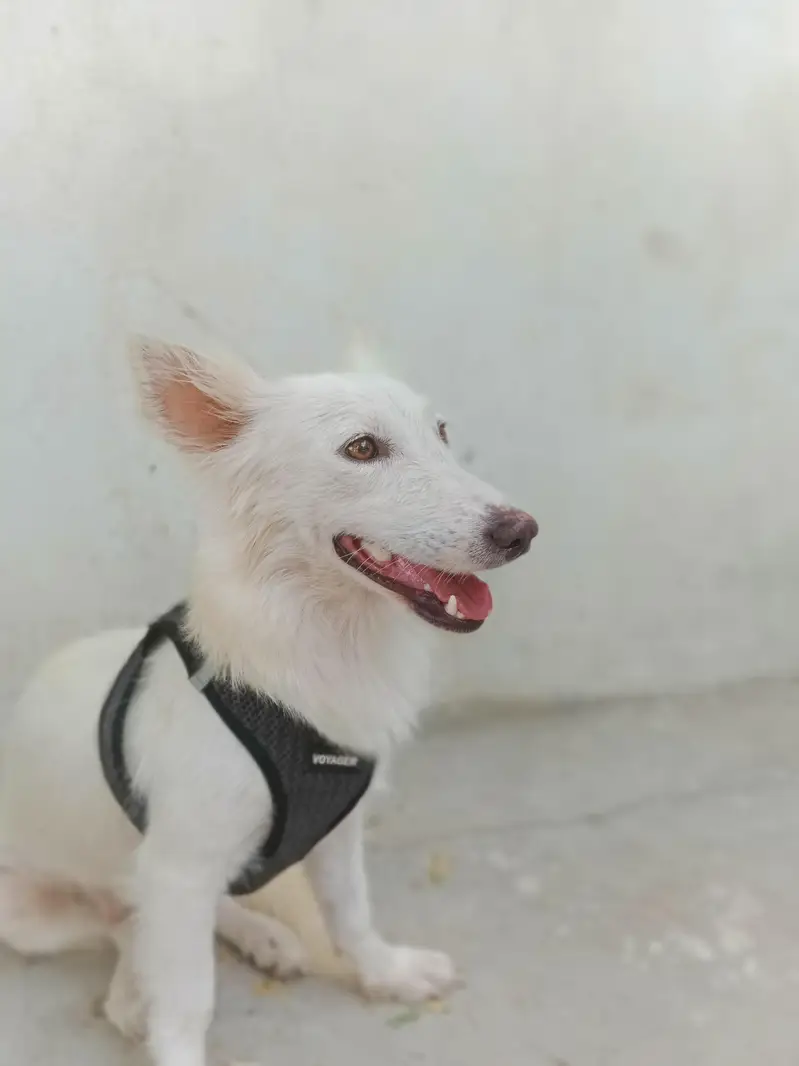 White Spitz Female — photo 3